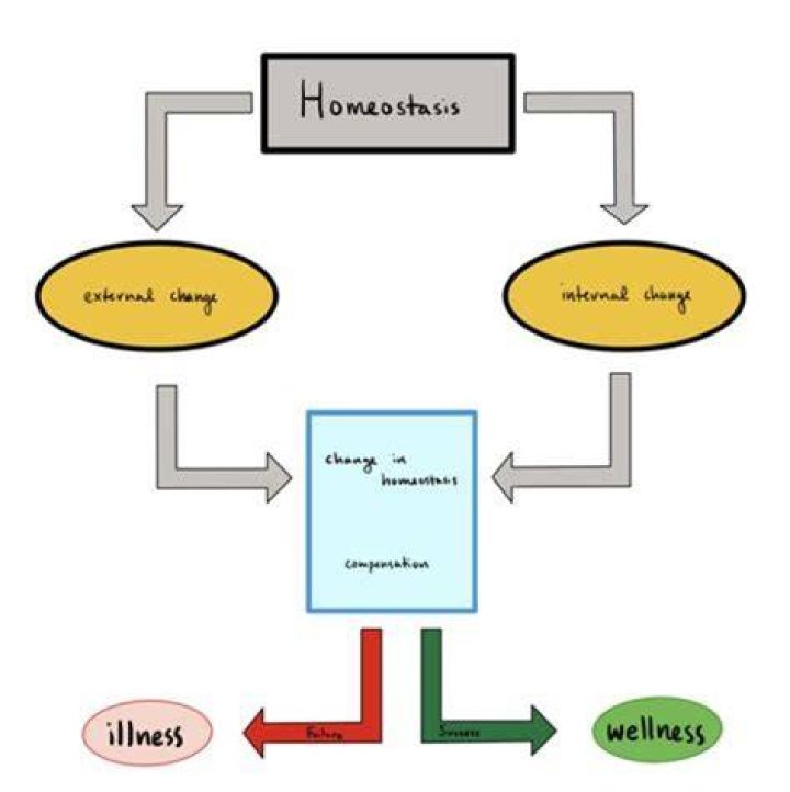 Why are feedback mechanisms important in maintaining homeostasis?